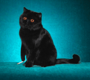 Smokin'  cat - Did you ever see a smokin' cat?