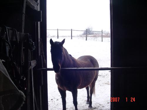 Cass Begging - This is one of our horses, Cass.  She begs at the back door of the barn while the others are eating.