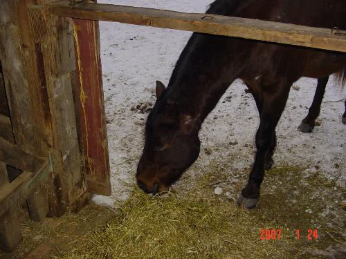 Cass Eating - Cass is eating the hay that gets dropped on the floor of the barn.