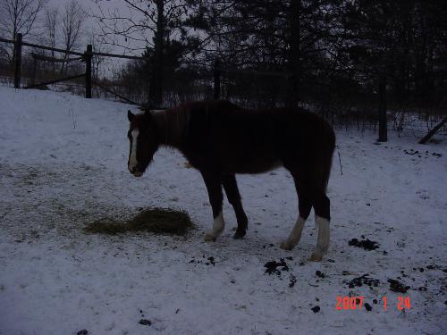 Kasha - This is our old girl, Kasha.  We 'inherited' her a couple of years ago when my uncle died.  She's 30 yrs old.  I know it isn't a great picture.  It was getting dark and my camera doesn't work that great anymore.  She's Chestnut.
