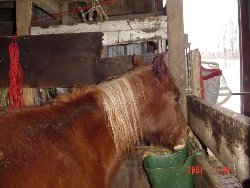 Kasha eating dinner - Here's Kasha finishing up her dinner.  She's a slow, dainty eater.