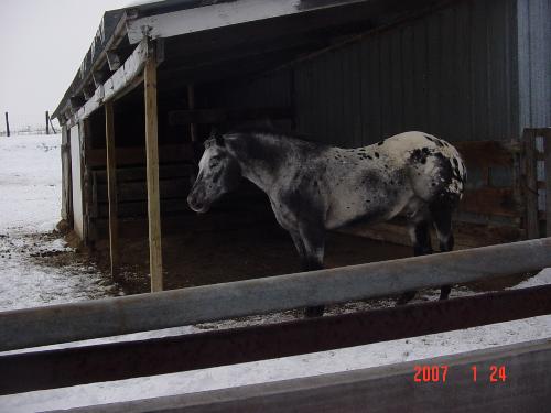 Midnight - Here's my big guy Midnight.  He's a 16.2 rattail appy.