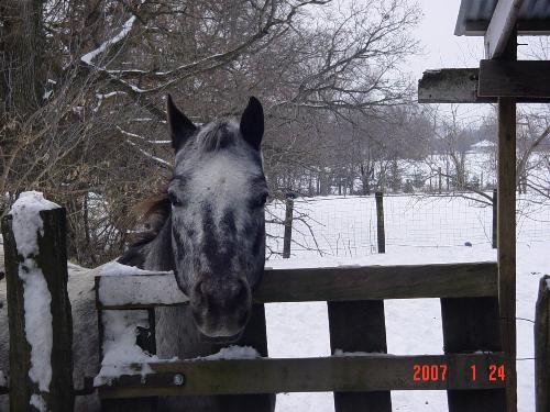 Midnight waiting to eat - This is Midnight waiting at the gate to get his dinner.  He's starving, don'tchaknow.