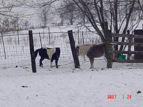 The Minis - The black and white Mini is Chester.  We call him Pester.  You can guess why.  He's always getting in trouble and being....well......a pest!  The other mini belongs to my friend and is staying with Chester to keep him company.  Chester gets out of the pasture when I let him out with the other horses so he has to be in a separate pen.  Poor Chester!