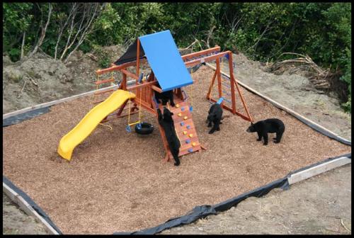 Bears playing - This is just wayy to cute!! I wish i would have been here!