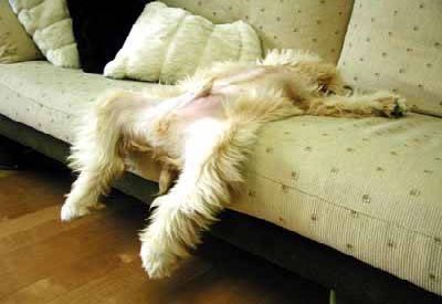 drunk puppy - love this pic...cute and funny!