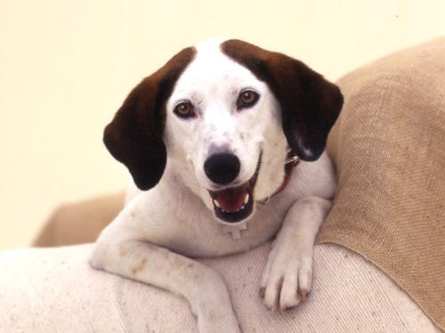 bobby - A lovely dog.