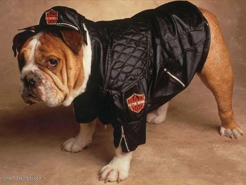 Hi, don't look at me! - Want to be my friend? Dog is man's best friend!