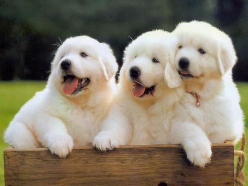 We are in Love! - How lovely they are! Don't you think so???  Dogs are human being's friends,  lovely dogs are our best friends,  they will be listening to you when you are sad or in a low mood,  and they will be happy when you are high up!  Yes, these three little angels are in love with each other,  but plz be noted that it is not triangle love;  they are brothers and sisters, they love each other!  Don't you think it will be great to have such pets?