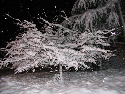 My First Snow - One of the pics I took of my first snow.  Also one of my favorites.