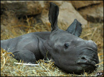 the first rhino baby. - The picture of frist rhino baby for the Hungary Zoo.