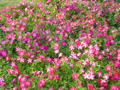 beautiful pink flowers - this beautiful flowers grow on almost all types of soil. It's also easy to manage.