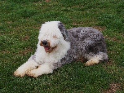 Worf - Old English Sheepdog, laying down - Another picture