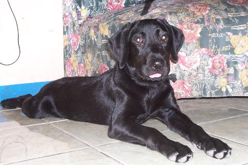 Migo my Lab - This is my lab at 4months