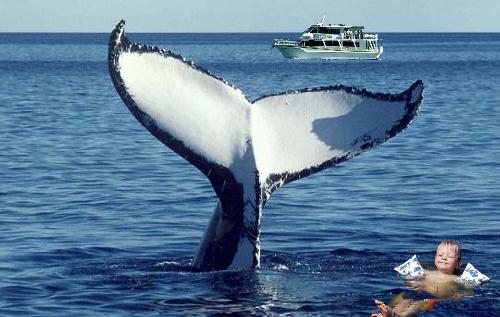 Jimmy swimming with a whale - Of course this is made up in photoshop