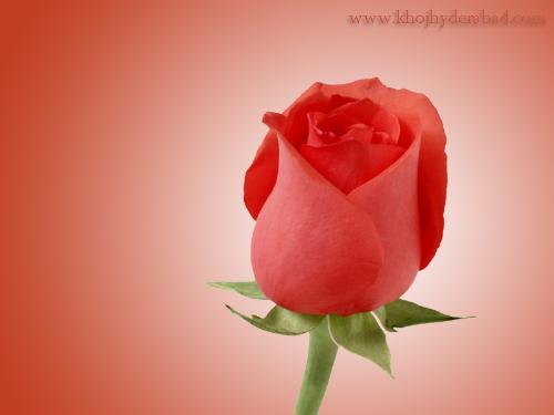 RED Rozzz....symbol of love. - red rozz is a symbol of love.