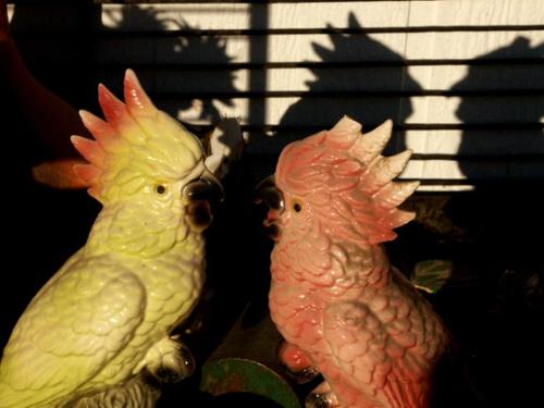 love birds - lovely birds