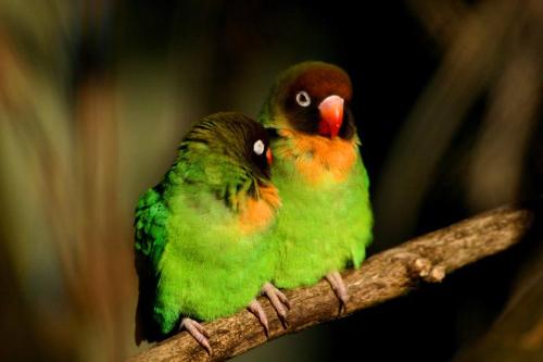 love birds - lovable birds