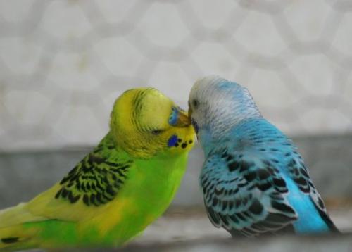 love birds - lovable birds