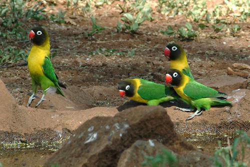 love birds - lovable birds