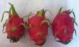 dragon fruit. - dragon fruit/ buah naga