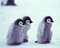 Penguins - Cute baby Penguins!