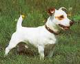 jack russell - jack russell dog