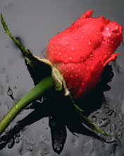 rose - rose on water backdrop