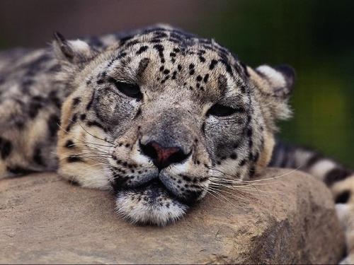 animal - a sleeping tiger:)