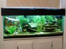 Fish tank - This is bigger than my tank