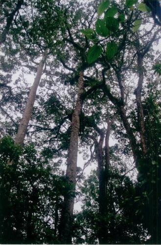 trees - i took this shot of falcata trees in Mt. Malindang last 2004.