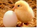 chicken and egg - cutest combination