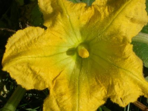 Pumpkin flower - Photo taken with a Nikon 4300 Cool-pix
