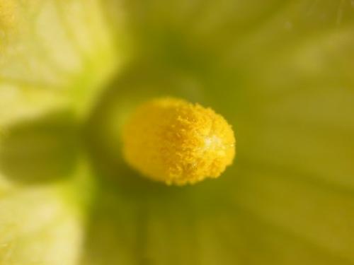 Pumpkin flower close-up - Photo taken with a Nikon 4300 Cool-pix on macro setting.
