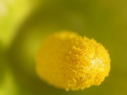 Pumpkin flower extreme close-up - Photo take with a Nikon 4300 cool-pix on macro setting combined with one of my homemade lenses.