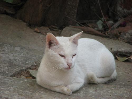 cat - my pet