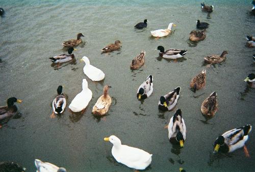 ducks in the water - This was taken at the local lake here in Denison.