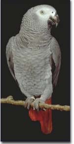 African Grey parrot - African Grey parrot -  a fine specimen