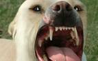 dog - receiving bite from a dog dog - receiving bite from a dog
