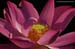 lotus - lotus flower