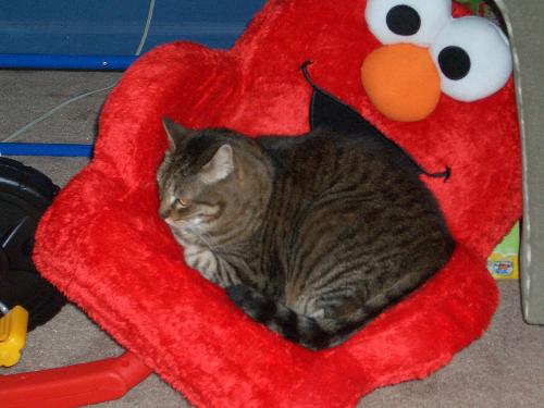 Tabbi-lou the Cow-Cow in Elmo Chair - Tabbi-lou the Cow-Cow in the Elmo Chair