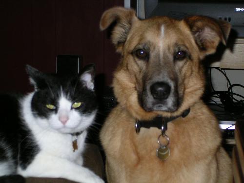 cat and dog - meer toleration? or BFF&#039;s? - Mostly, my cat and dog tolerate eachother pretty well.