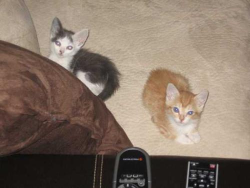 Neo and Charlotte - Here are two kittens that we adopted from the local animal shelter in August of 2006. The orange one is Neo, a male. The white and gray one is a female named Charlotte.