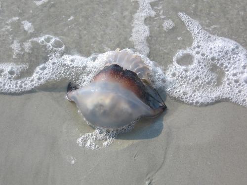 Jellyfish - This is a dead jellyfish that washed up on shore in Hilton Head, SC. There were several that day, following a bad storm.