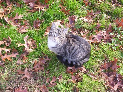 Outdoor Kitty - I love this pic.  He is so cute.