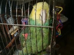 June my talking Parrot - parrot