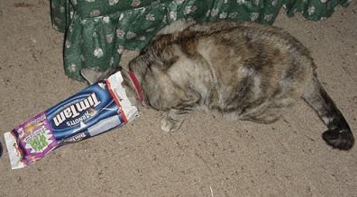 Taffeta and am empty packet of chocolate cookies(B - This is the day Taffeta thought she was stealing a packet of chocolate biscuits (Cookies).  She was not amused to learn the packet was empty.  LOL