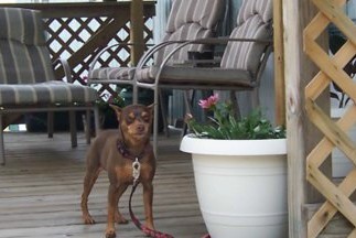 coco - my baby