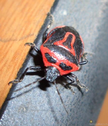 Beetlea - Beetlea