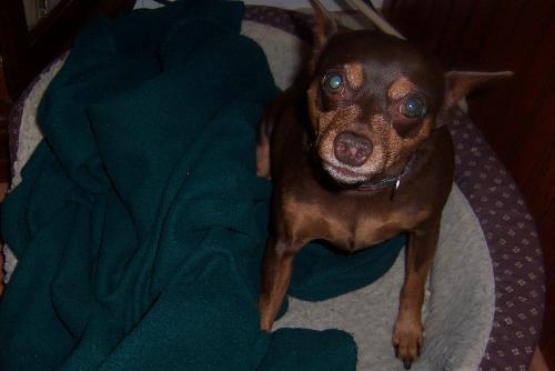 sweet coco - guard dog